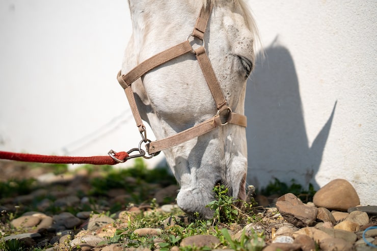 Bridons de cheval : comment choisir le modèle idéal selon votre pratique équestre ?